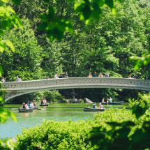 lake surrounded by green trees