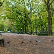 wrought iron park bench in green park