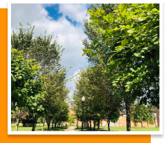 beautiful green trees line a sidewalk 
