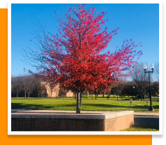 Beautiful tree with red foliage on campus